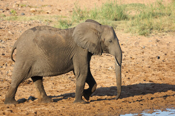 Afrikanischer Elefant / African elephant / Loxodonta africana