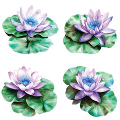 lotus water lily watercolor hand drawn illustration concept
