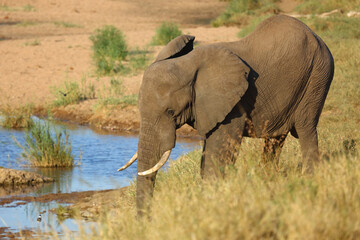 Fototapeta premium Afrikanischer Elefant / African elephant / Loxodonta africana