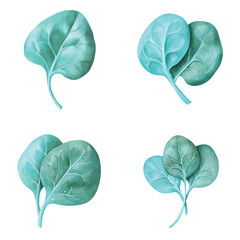 Spinach leaf watercolor set hand drawn