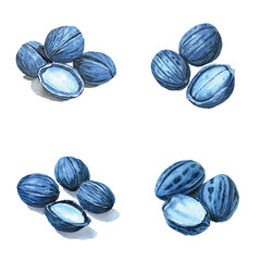 shea butter nuts on white watercolor hand drawn illustration concept