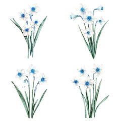 white narcissus flowers botanical of blooming plants watercolor hand drawn illustration concept