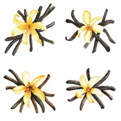vanilla flower with sticks watercolor hand drawn illustration concept