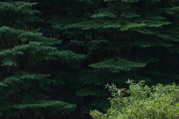 Bird in a bush