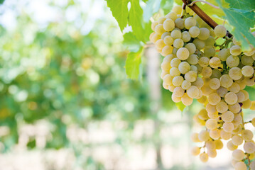 Bunch of ripe grapes on the vine