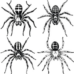 tarantula watercolor hand drawn illustration concept