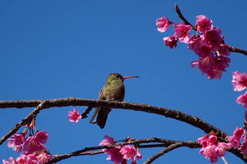 Colibri y cerezos © Ana
