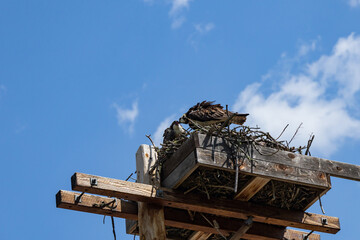 Adult and juvenile osprey in a nest