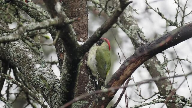 Gr&uuml;nspecht&nbsp;(Picus viridis)