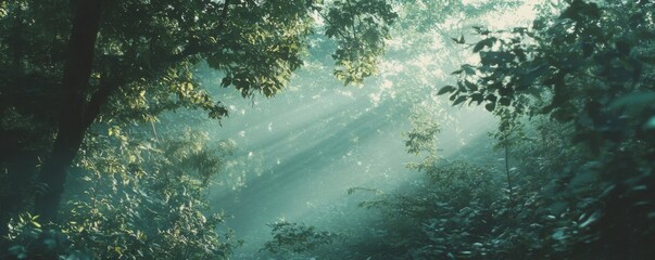 Sunlight filtering through lush forest canopy illuminating verdant foliage