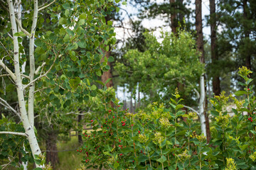 Flowering bushes and trees in the woods