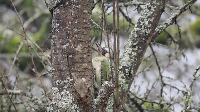 Gr&uuml;nspecht&nbsp;(Picus viridis)