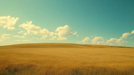 Obraz premium Endless golden wheat field stretching beneath a bright blue sky.