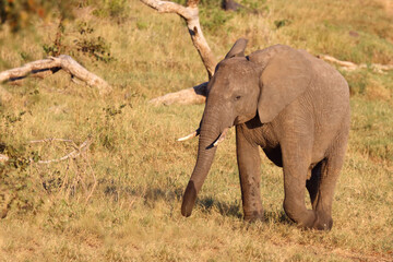 Fototapeta premium Afrikanischer Elefant / African elephant / Loxodonta africana