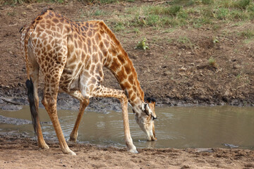Obraz premium Giraffe / Giraffe / Giraffa camelopardalis
