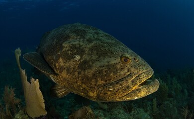 Fototapeta premium Goliath grouper over the coral reef