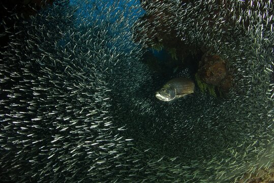 School of silverside fish and tarpon