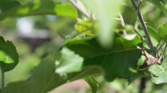 A May beetle sits on a branch of an apple tree. Pests of fruit trees. Close-up