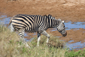 Fototapeta premium Steppenzebra / Burchell's zebra / Equus quagga burchellii