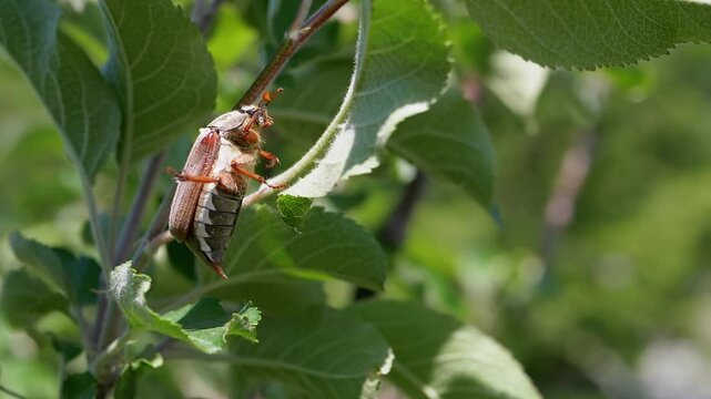 Close-up of a maybug clinging to an apple tree branch, showcasing its intricate details against a backdrop of green leaves. A captivating glimpse into the world of garden insects.