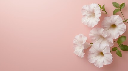 Delicate White Flowers on Blush Pink:  A cluster of elegant, creamy white flowers arranged on a soft blush pink background, creating a delicate and airy floral composition.