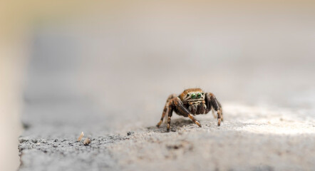 Pająk skakun (Philaeus chrysops) (..?! ) na kamieniu Zielone oczy pająka odbijają otoczenie. Pająk skoczek, prawdopodobnie Philaeus chrysops, na kamiennej powierzchni. Inteligentny pajęczak na łowach © Grzegorz