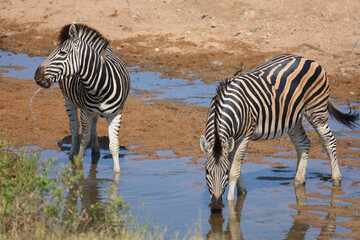 Obraz premium Steppenzebra / Burchell's zebra / Equus quagga burchellii