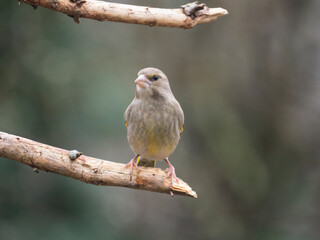 Grünfink (Chloris chloris)