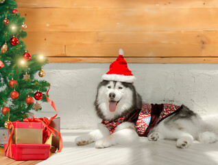A dog wearing a Santa Claus costume during the winter holidays, surrounded by presents and a tree