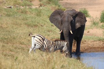 Afrikanischer Elefant und Steppenzebra / African elephant and Burchell's zebra / Loxodonta africana et Equus burchellii