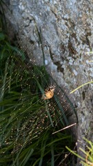 Araña en el centro de la tela