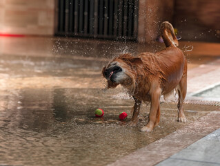 After jumping into a swimming pool, a dog shakes its fur. 