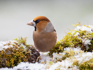 Kernbeißer (Coccothraustes coccothraustes)    Kernbeißer (Coccothraustes coccothraustes)