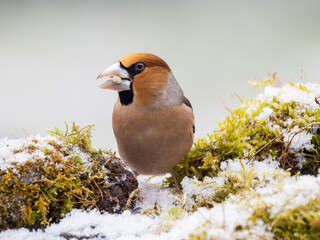 Kernbeißer (Coccothraustes coccothraustes)    Kernbeißer (Coccothraustes coccothraustes)