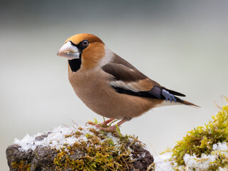 Kernbeißer (Coccothraustes coccothraustes)    Kernbeißer (Coccothraustes coccothraustes)