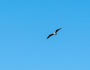 Kestrel flying in the Florida Everglades during winter in the day time