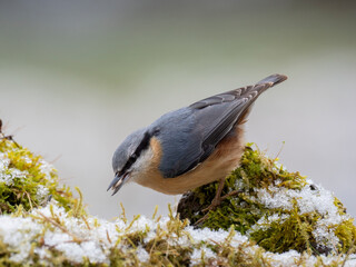 Kleiber (Sitta europaea)   