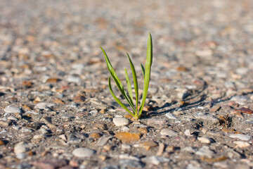 a young sprout sprouted from asphalt. The power of Life