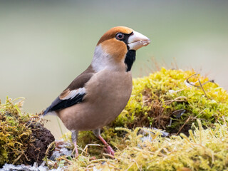 Kernbeißer (Coccothraustes coccothraustes)    Kernbeißer (Coccothraustes coccothraustes)