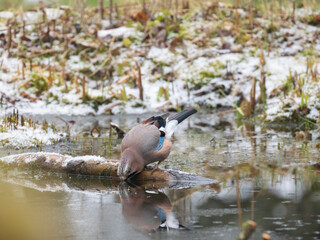 Eichelhäher (Garrulus glandarius)