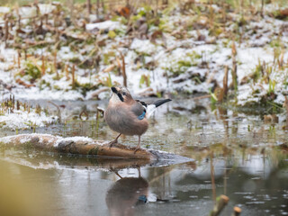 Eichelhäher (Garrulus glandarius)