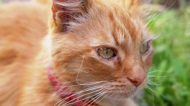Close-up of a ginger cat wearing a collar, gazing intently to the side, with green grass in the background. Domestic feline in a garden setting.