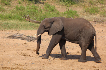 Fototapeta premium Afrikanischer Elefant / African elephant / Loxodonta africana