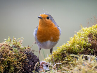 Rotkehlchen (Erithacus rubecula)