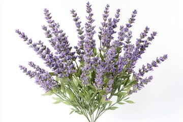 Fototapeta premium Colorful blooming lavender with striking purple flowers on a white backdrop Ideal for enhancing any space with nature and elegance