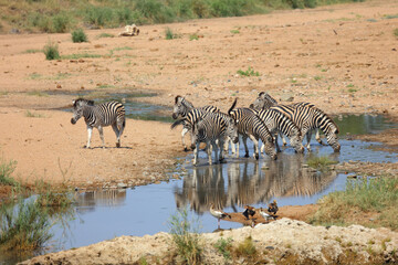 Naklejka premium Steppenzebra im Tsendze River/ Burchell's zebra in Tsendze River / Equus quagga burchellii