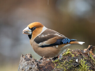  Kernbeißer (Coccothraustes coccothraustes)