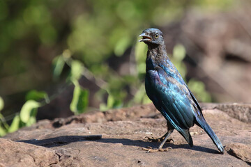Rotschulter-Glanzstar/ Cape glossy starling or Red-shouldered glossy starling / Lamprotornis nitens.