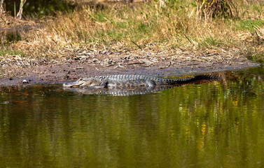 American Alligator resting in a swamp in the Florida Everglades during winter