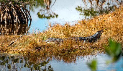 American Alligator resting in a swamp in the Florida Everglades during winter